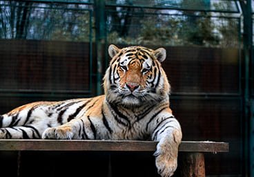 Apolló Motel és Étterem Kecskemét - Hotel - Szállás - Szálláshely - Olcsó szállás - Látnivalók - Kecskeméti vadaskert